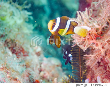 可愛いクマノミの幼魚。サンゴイソギンチャク。ヒリゾ浜南伊豆町中木 静岡県伊豆半島-2025  134996720