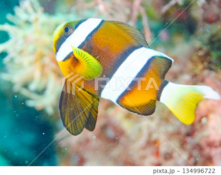 可愛いクマノミの幼魚。サンゴイソギンチャク。ヒリゾ浜南伊豆町中木 静岡県伊豆半島-2025  134996722