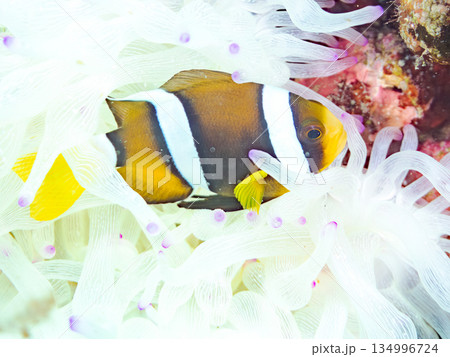 可愛いクマノミの幼魚。サンゴイソギンチャク。ヒリゾ浜南伊豆町中木 静岡県伊豆半島-2025 可愛いクマノミの幼魚。サンゴイソギンチャク。ヒリゾ浜南伊豆町中木 静岡県伊豆半島-2025 134996724