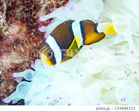 可愛いクマノミの幼魚。サンゴイソギンチャク。ヒリゾ浜南伊豆町中木 静岡県伊豆半島-2025  134996725
