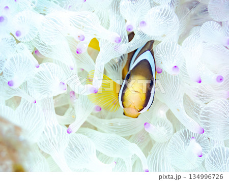 可愛いクマノミの幼魚。サンゴイソギンチャク。ヒリゾ浜南伊豆町中木 静岡県伊豆半島-2025  134996726