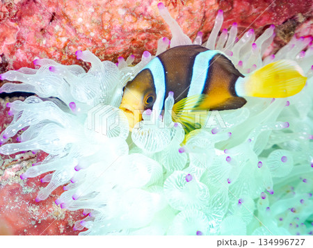可愛いクマノミの幼魚。サンゴイソギンチャク。ヒリゾ浜南伊豆町中木 静岡県伊豆半島-2025  134996727