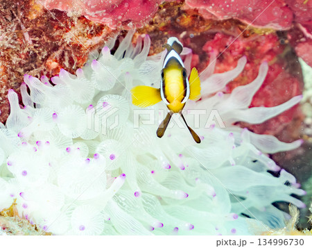 可愛いクマノミの幼魚。サンゴイソギンチャク。ヒリゾ浜南伊豆町中木 静岡県伊豆半島-2025  134996730