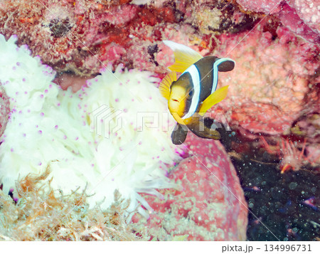 可愛いクマノミの幼魚。サンゴイソギンチャク。ヒリゾ浜南伊豆町中木 静岡県伊豆半島-2025 可愛いクマノミの幼魚。サンゴイソギンチャク。ヒリゾ浜南伊豆町中木 静岡県伊豆半島-2025 134996731