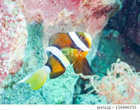 可愛いクマノミの幼魚。サンゴイソギンチャク。ヒリゾ浜南伊豆町中木 静岡県伊豆半島-2025  134996733