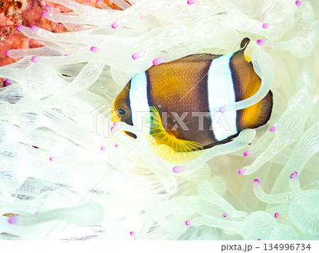可愛いクマノミの幼魚。サンゴイソギンチャク。ヒリゾ浜南伊豆町中木 静岡県伊豆半島-2025  134996734
