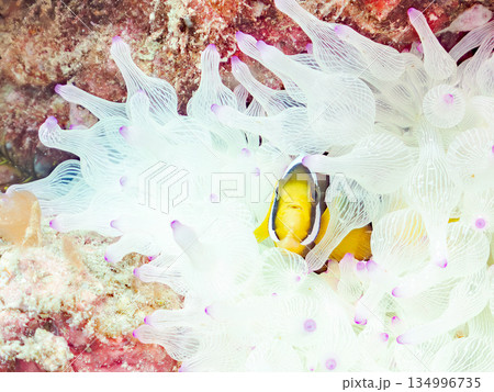 可愛いクマノミの幼魚。サンゴイソギンチャク。ヒリゾ浜南伊豆町中木 静岡県伊豆半島-2025  134996735