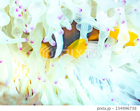 可愛いクマノミの幼魚。サンゴイソギンチャク。ヒリゾ浜南伊豆町中木 静岡県伊豆半島-2025  134996738