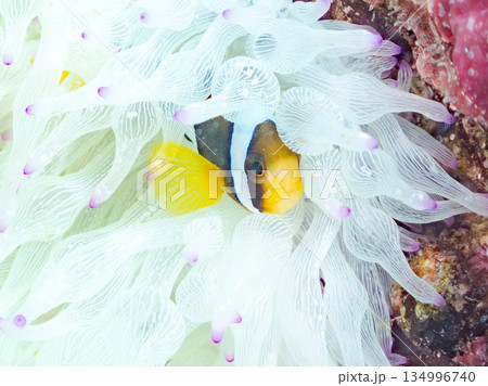可愛いクマノミの幼魚。サンゴイソギンチャク。ヒリゾ浜南伊豆町中木 静岡県伊豆半島-2025  134996740