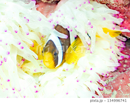 可愛いクマノミの幼魚。サンゴイソギンチャク。ヒリゾ浜南伊豆町中木 静岡県伊豆半島-2025  134996741