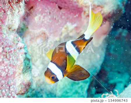 可愛いクマノミの幼魚。サンゴイソギンチャク。ヒリゾ浜南伊豆町中木 静岡県伊豆半島-2025  134996743