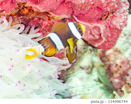 可愛いクマノミの幼魚。サンゴイソギンチャク。ヒリゾ浜南伊豆町中木 静岡県伊豆半島-2025  134996744