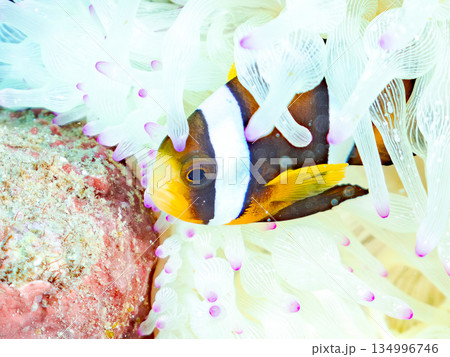 可愛いクマノミの幼魚。サンゴイソギンチャク。ヒリゾ浜南伊豆町中木 静岡県伊豆半島-2025  134996746