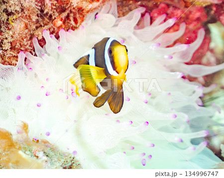 可愛いクマノミの幼魚。サンゴイソギンチャク。ヒリゾ浜南伊豆町中木 静岡県伊豆半島-2025  134996747