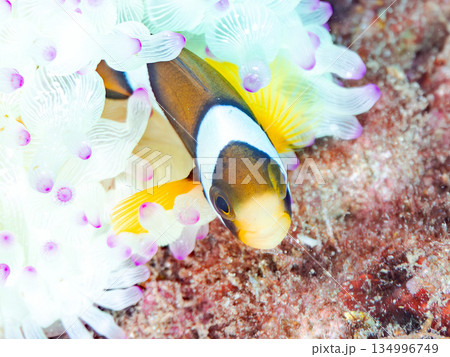 可愛いクマノミの幼魚。サンゴイソギンチャク。ヒリゾ浜南伊豆町中木 静岡県伊豆半島-2025  134996749