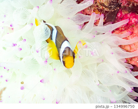可愛いクマノミの幼魚。サンゴイソギンチャク。ヒリゾ浜南伊豆町中木 静岡県伊豆半島-2025  134996750