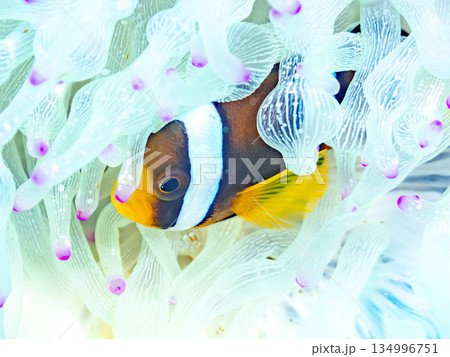 可愛いクマノミの幼魚。サンゴイソギンチャク。ヒリゾ浜南伊豆町中木 静岡県伊豆半島-2025 可愛いクマノミの幼魚。サンゴイソギンチャク。ヒリゾ浜南伊豆町中木 静岡県伊豆半島-2025 134996751