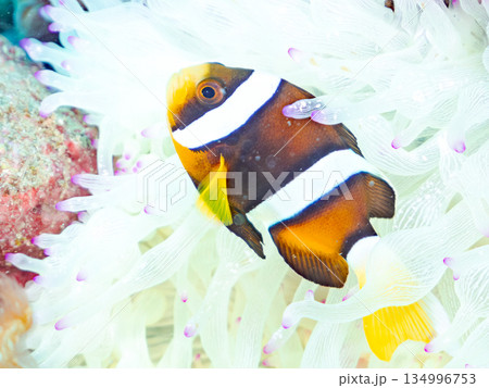 可愛いクマノミの幼魚。サンゴイソギンチャク。ヒリゾ浜南伊豆町中木 静岡県伊豆半島-2025  134996753