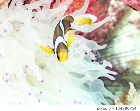 可愛いクマノミの幼魚。サンゴイソギンチャク。ヒリゾ浜南伊豆町中木 静岡県伊豆半島-2025  134996754