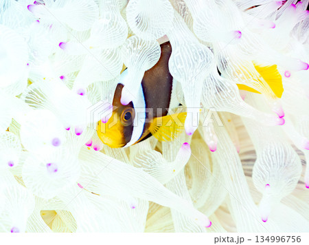 可愛いクマノミの幼魚。サンゴイソギンチャク。ヒリゾ浜南伊豆町中木 静岡県伊豆半島-2025  134996756