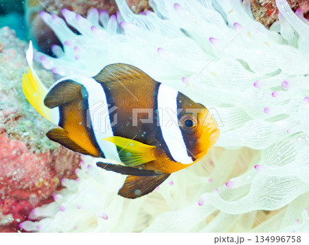 可愛いクマノミの幼魚。サンゴイソギンチャク。ヒリゾ浜南伊豆町中木 静岡県伊豆半島-2025 可愛いクマノミの幼魚。サンゴイソギンチャク。ヒリゾ浜南伊豆町中木 静岡県伊豆半島-2025 134996758