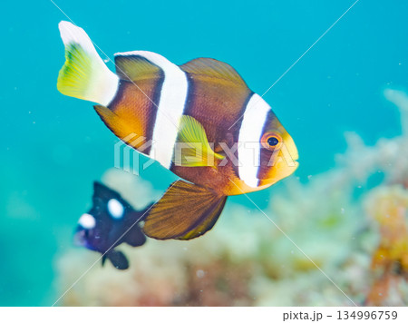 可愛いクマノミの幼魚。サンゴイソギンチャク。ヒリゾ浜南伊豆町中木 静岡県伊豆半島-2025  134996759
