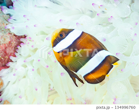 可愛いクマノミの幼魚。サンゴイソギンチャク。ヒリゾ浜南伊豆町中木 静岡県伊豆半島-2025  134996760