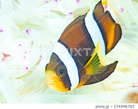 可愛いクマノミの幼魚。サンゴイソギンチャク。ヒリゾ浜南伊豆町中木 静岡県伊豆半島-2025  134996765