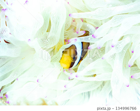 可愛いクマノミの幼魚。サンゴイソギンチャク。ヒリゾ浜南伊豆町中木 静岡県伊豆半島-2025  134996766