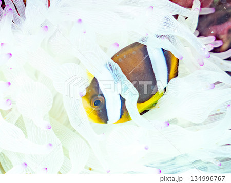 可愛いクマノミの幼魚。サンゴイソギンチャク。ヒリゾ浜南伊豆町中木 静岡県伊豆半島-2025  134996767