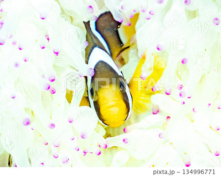 可愛いクマノミの幼魚。サンゴイソギンチャク。ヒリゾ浜南伊豆町中木 静岡県伊豆半島-2025  134996771