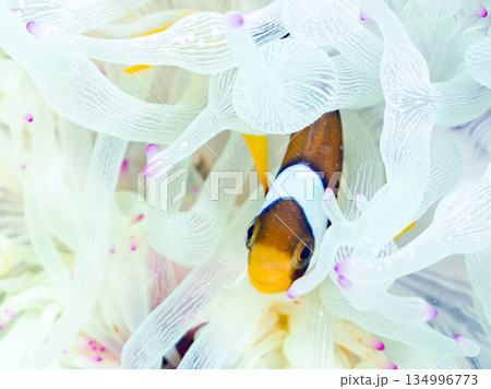 可愛いクマノミの幼魚。サンゴイソギンチャク。ヒリゾ浜南伊豆町中木 静岡県伊豆半島-2025  134996773