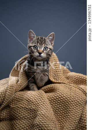 cute tabby kitten portrait with comfortable blanket cute tabby kitten portrait with comfortable blanket 134996781