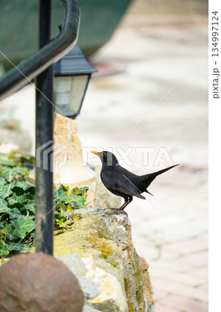 ハンガリー_クロウタドリ 134997124