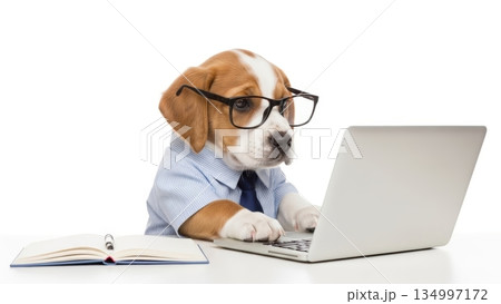 パソコンで仕事をする犬のビジネスイメージ|ユーモア・オフィス・白背景 パソコンで仕事をする犬のビジネスイメージ|ユーモア・オフィス・白背景 134997172