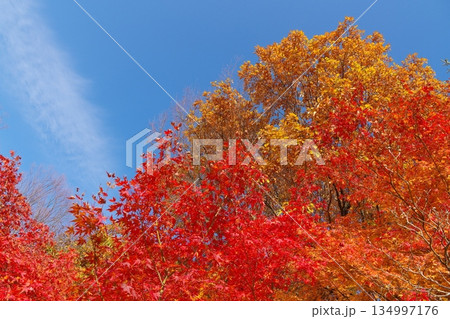 真っ赤な紅葉と青空 真っ赤な紅葉と青空 134997176