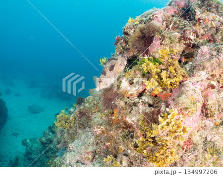 ハリセンボン。他。 ヒリゾ浜南伊豆町中木 静岡県伊豆半島-2025 日本有数のシュノーケリングスポッ ハリセンボン。他。 ヒリゾ浜南伊豆町中木 静岡県伊豆半島-2025 日本有数のシュノーケリングスポッ 134997206