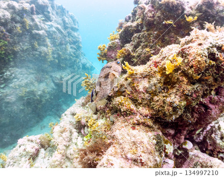 ハリセンボン。他。 ヒリゾ浜南伊豆町中木 静岡県伊豆半島-2025 日本有数のシュノーケリングスポッ ハリセンボン。他。 ヒリゾ浜南伊豆町中木 静岡県伊豆半島-2025 日本有数のシュノーケリングスポッ 134997210