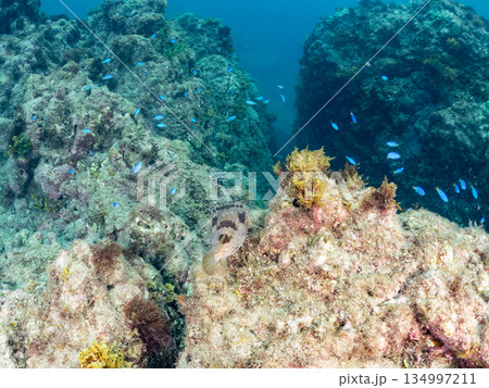 ハリセンボン。他。 ヒリゾ浜南伊豆町中木 静岡県伊豆半島-2025 日本有数のシュノーケリングスポッ 134997211