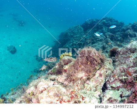 ハリセンボン。他。 ヒリゾ浜南伊豆町中木 静岡県伊豆半島-2025 日本有数のシュノーケリングスポッ ハリセンボン。他。 ヒリゾ浜南伊豆町中木 静岡県伊豆半島-2025 日本有数のシュノーケリングスポッ 134997212
