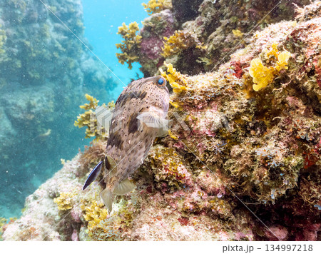 ハリセンボン。他。 ヒリゾ浜南伊豆町中木 静岡県伊豆半島-2025 日本有数のシュノーケリングスポッ ハリセンボン。他。 ヒリゾ浜南伊豆町中木 静岡県伊豆半島-2025 日本有数のシュノーケリングスポッ 134997218