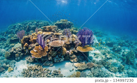 珊瑚礁 134997230