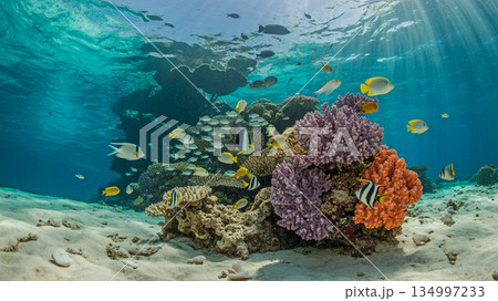 珊瑚礁 134997233
