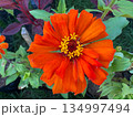 red orange flowers in the garden 134997494