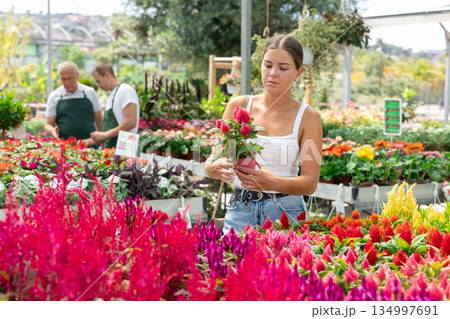 Girl walks through exhibition of ornamental plants, examines celosia in showcase Girl walks through exhibition of ornamental plants, examines celosia in showcase 134997691