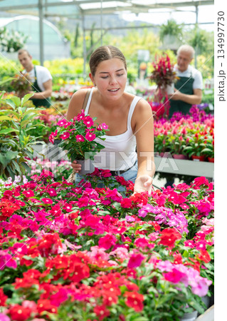 Girl walks through exhibition of ornamental plants, examines vinca in showcase 134997730