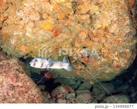 イシガキフグ他。 ヒリゾ浜南伊豆町中木 静岡県伊豆半島-2025 日本有数のシュノーケリングスポット イシガキフグ他。 ヒリゾ浜南伊豆町中木 静岡県伊豆半島-2025 日本有数のシュノーケリングスポット 134998077