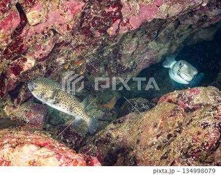 イシガキフグ他。 ヒリゾ浜南伊豆町中木 静岡県伊豆半島-2025 日本有数のシュノーケリングスポット 134998079