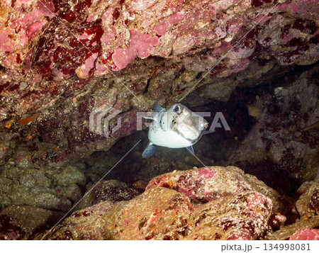 イシガキフグ他。 ヒリゾ浜南伊豆町中木 静岡県伊豆半島-2025 日本有数のシュノーケリングスポット 134998081