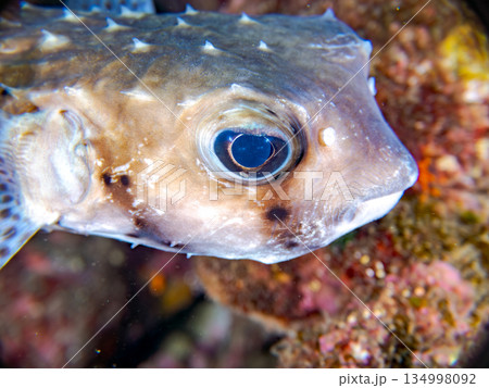 イシガキフグ他。 ヒリゾ浜南伊豆町中木 静岡県伊豆半島-2025 日本有数のシュノーケリングスポット 134998092